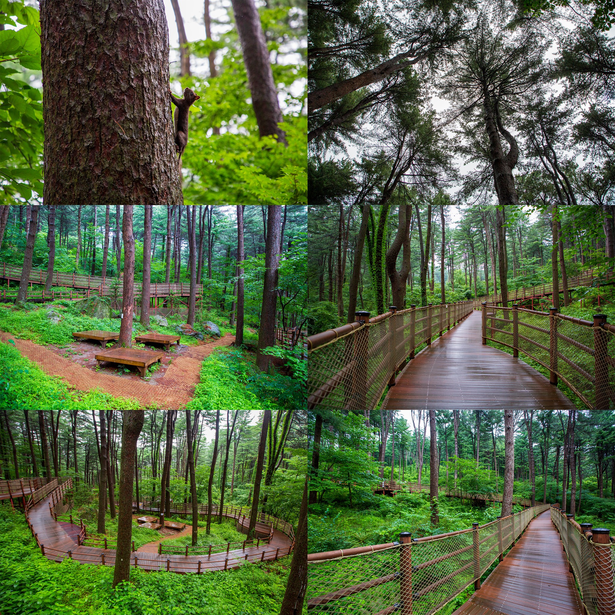[경기도민기자단] 경기도 치유의 숲 잣향기푸른숲 힐링 산책