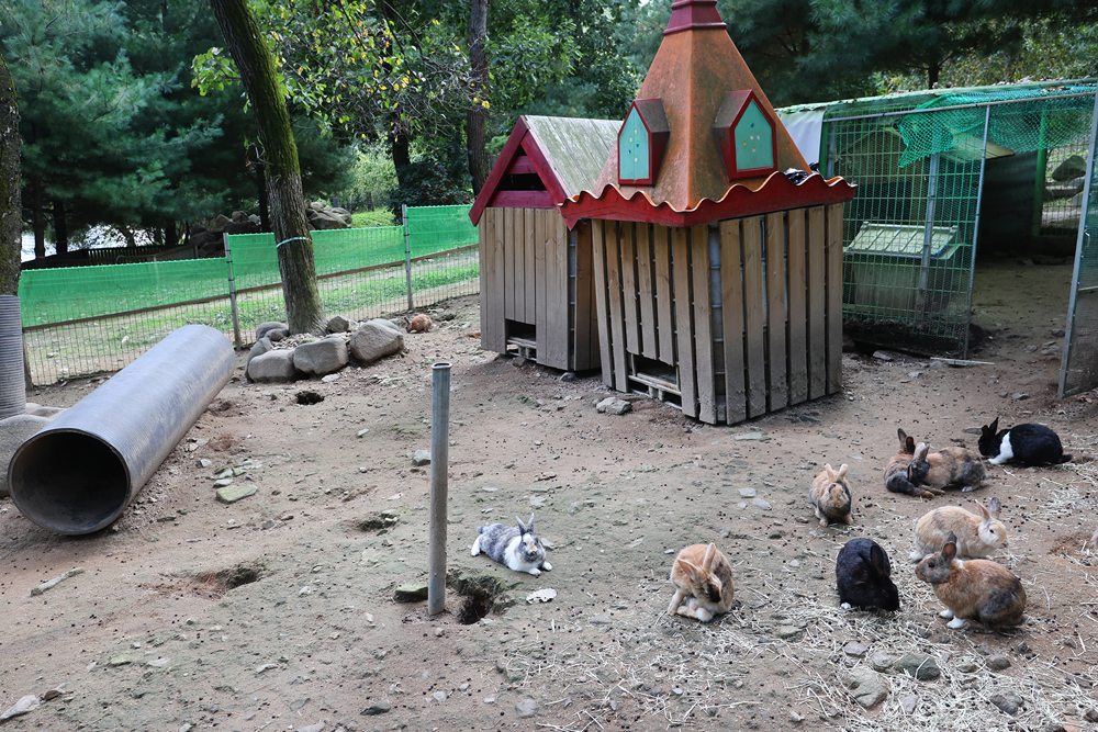 동물가족빌리지에서는 동물들에게 직접 먹이를 주는 체험도 즐겨볼 수 있다.