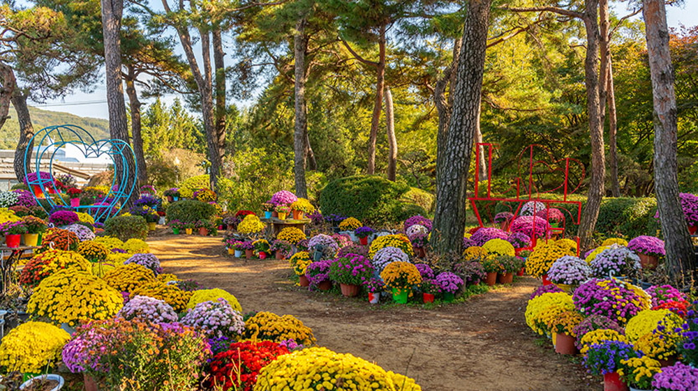 파주 2022 벽초지 가을꽃 국화축제는 9월 23일부터 11월 20일까지 넉넉하게 즐길 수 있다.