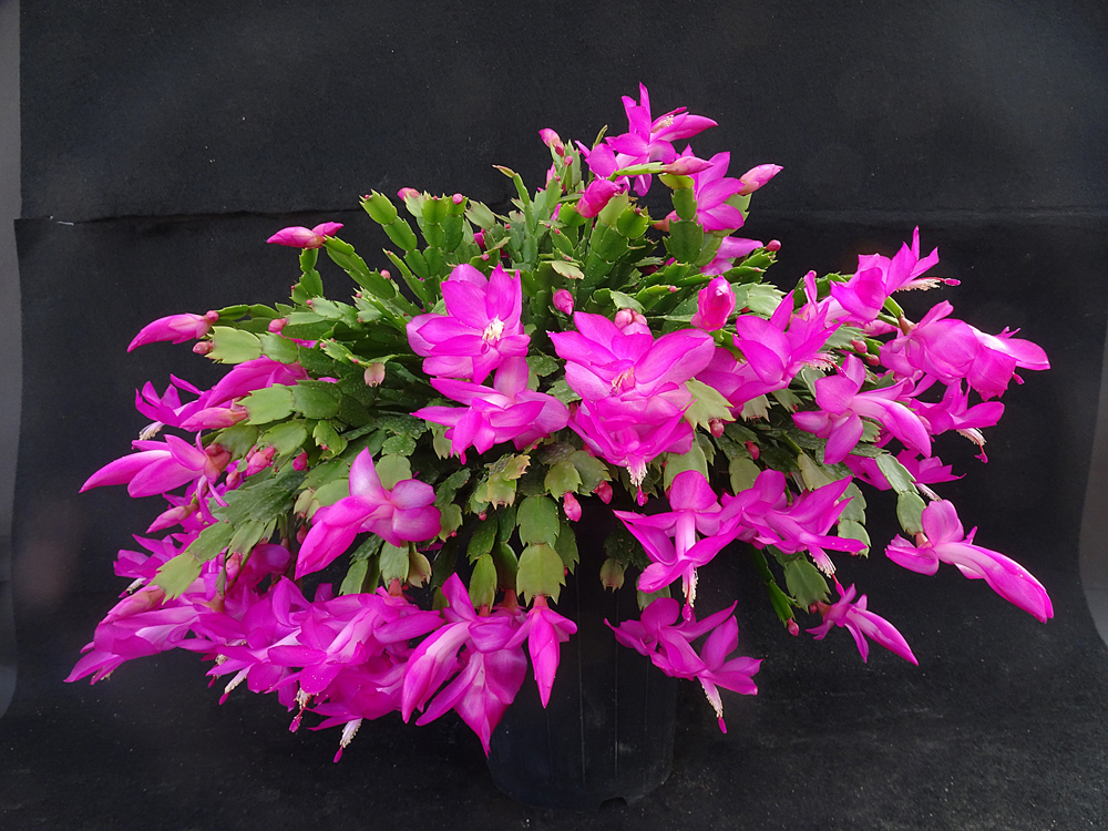 지난해 육성한 ‘캉캉드레스’는 진분홍색 외에도 다양한 꽃 색을 만들 수 있어 관상 가치가 높다. 