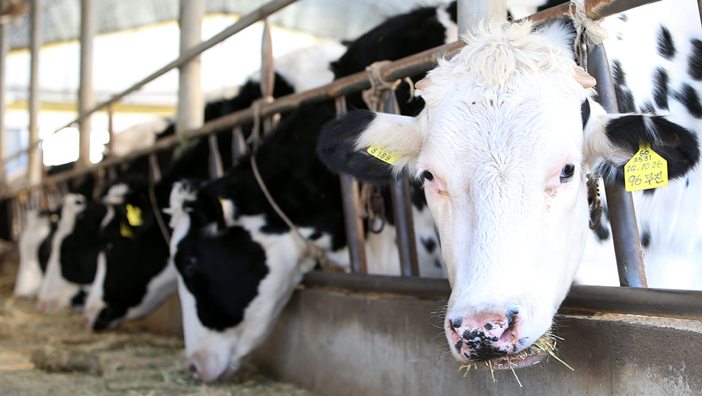 경기도 내 젖소 사육두수는 15만 5,642두다. 이는 전국 38만 9,390두의 40%로 전국 1위를 차지한다.