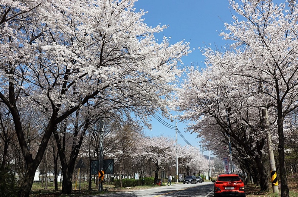 가평 삼회리 벚꽃길. 