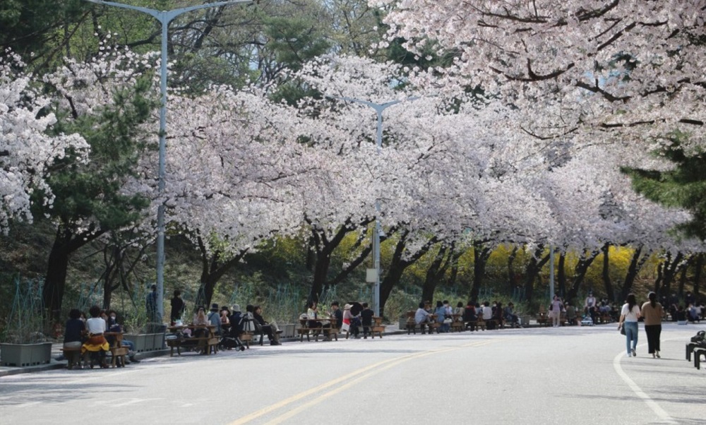 과천 서울대공원 벚꽃길. 