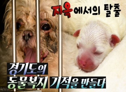 지옥에서 구조된 학대 반려견! 경기도의 동물복지-기적을 만들다!