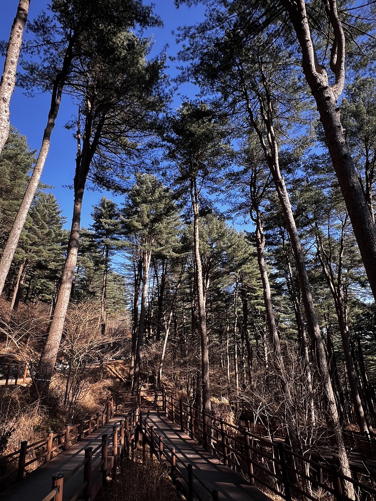 경기도잣향기푸른숲 전경 