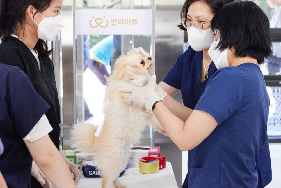경기도와 동물보호단체는 화성시의 한 강아지 번식장에서 학대받은 강아지를 협업해 구출하는 과정에서 580여 마리를 반려마루로 이송했습니다.