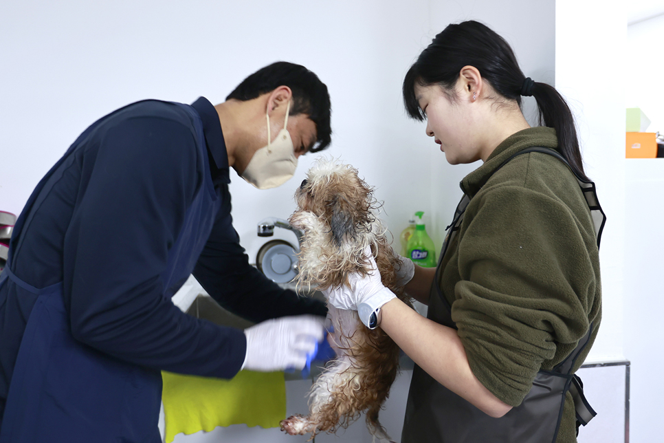 보호동에 머물고 있는 강아지들을 관리해주는 자원봉사자와 직원들의 모습. 