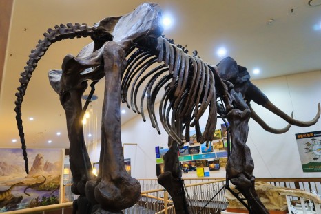 공룡 화석