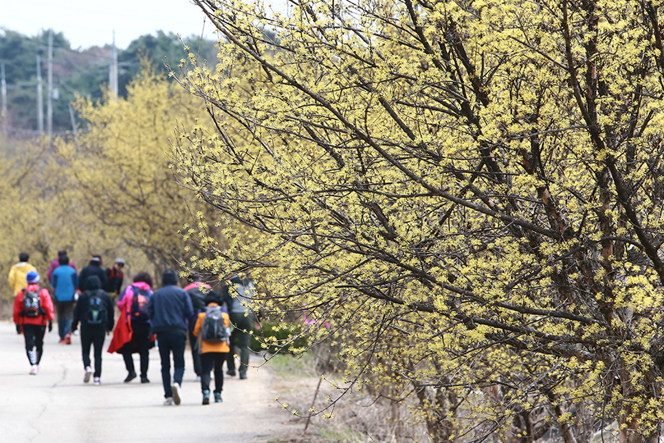 이천 산수유마을은 3월 말부터 4월 초까지 산수유꽃이 절정을 이뤄 봄철 황홀경을 연출합니다.