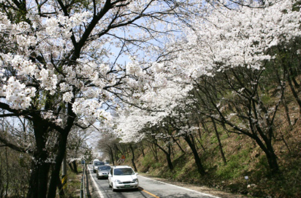 남한산성 벚꽃길은 초입부터 산성천의 모습과 벚꽃 가로수가 조화롭게 장관을 이뤄 대표적인 드라이브 코스로 꼽힙니다. 