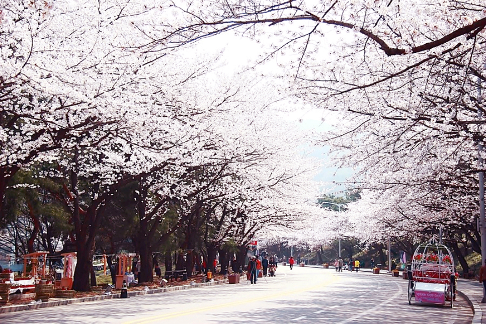 렛츠런파크 서울 야간벚꽃축제는 여름에 진행되었던 야간경마를 봄에 시행하면서 꽃놀이를 즐기며 야간경마를 관람할 수 있는 더욱 이색적인 경험을 제공할 예정입니다. 