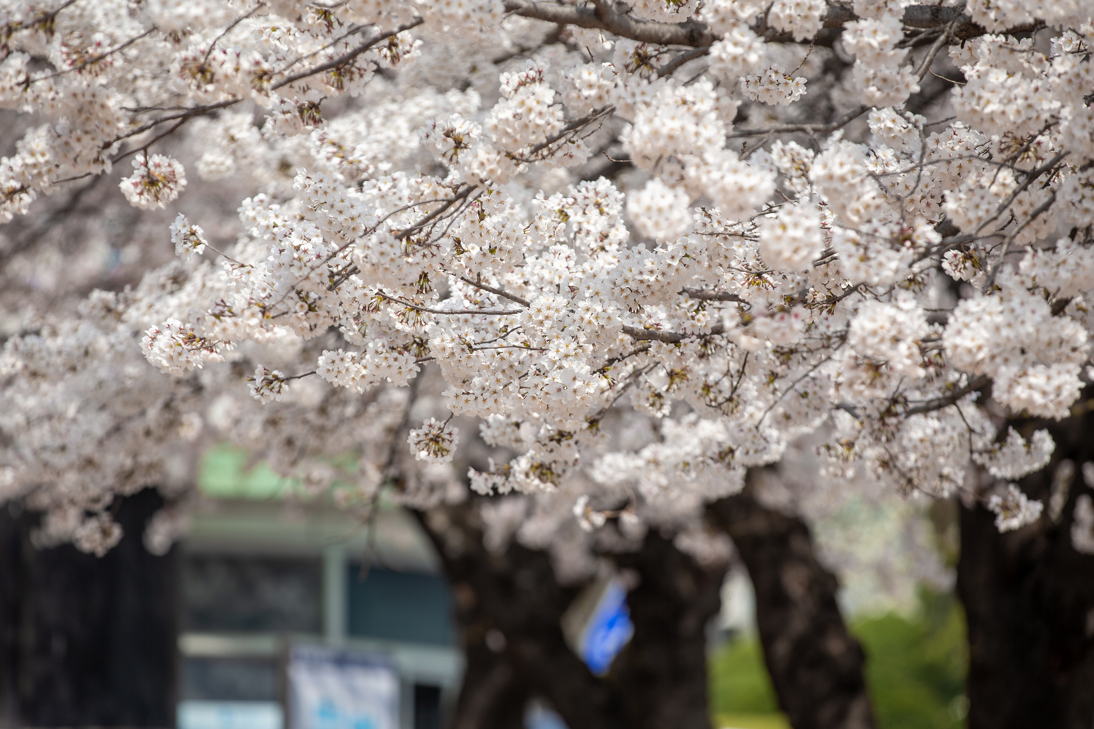 에덴벚꽃길 벚꽃축제는 1.2km에 달하는 벚꽃터널에 차량통행을 제한해 가족, 연인, 친구들과 소중한 추억을 만들 수 있습니다.