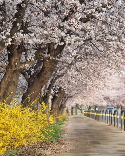 김포 계양천 벚꽃길에서 봄을 만끽해요!  이미지