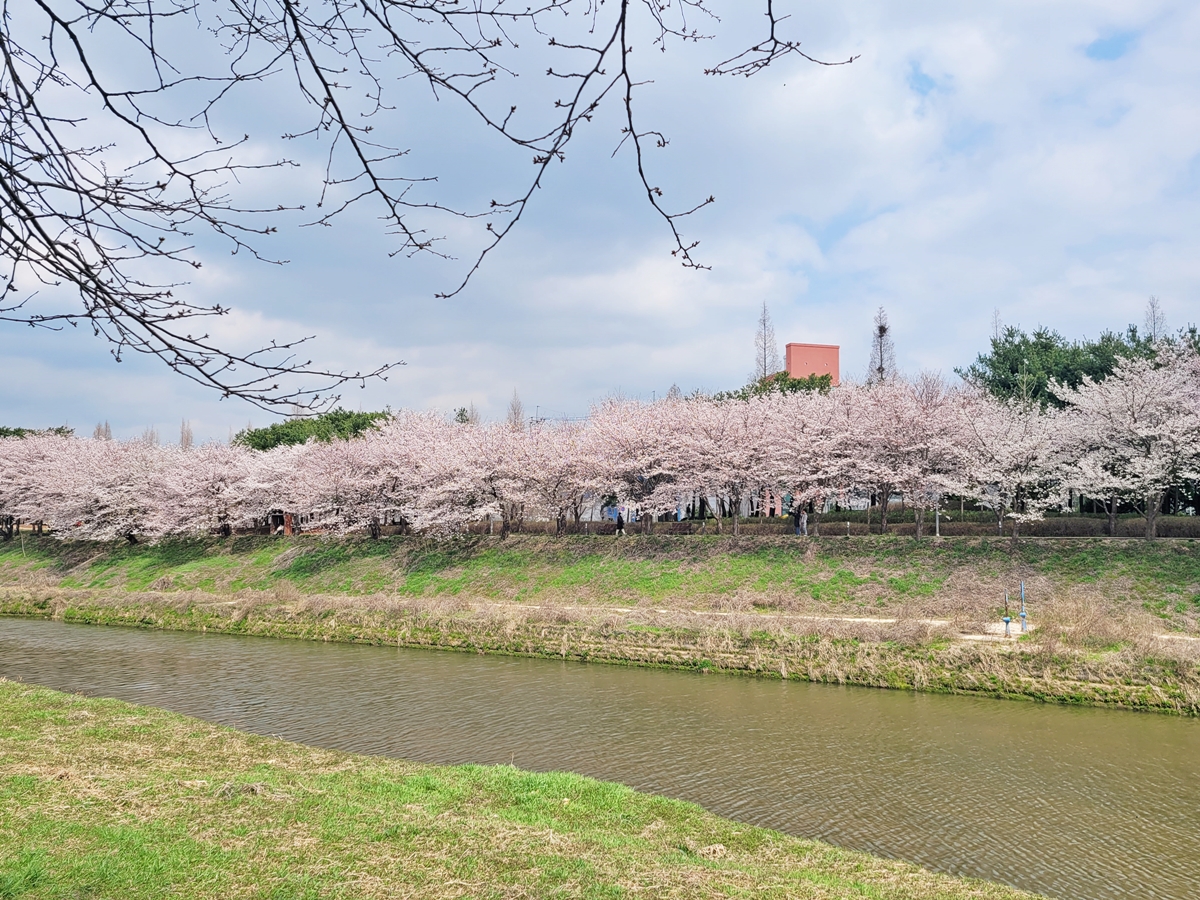 봄의 시작, 만개한 벚꽃들이 황구지천을 아름답게 물들이다 이미지