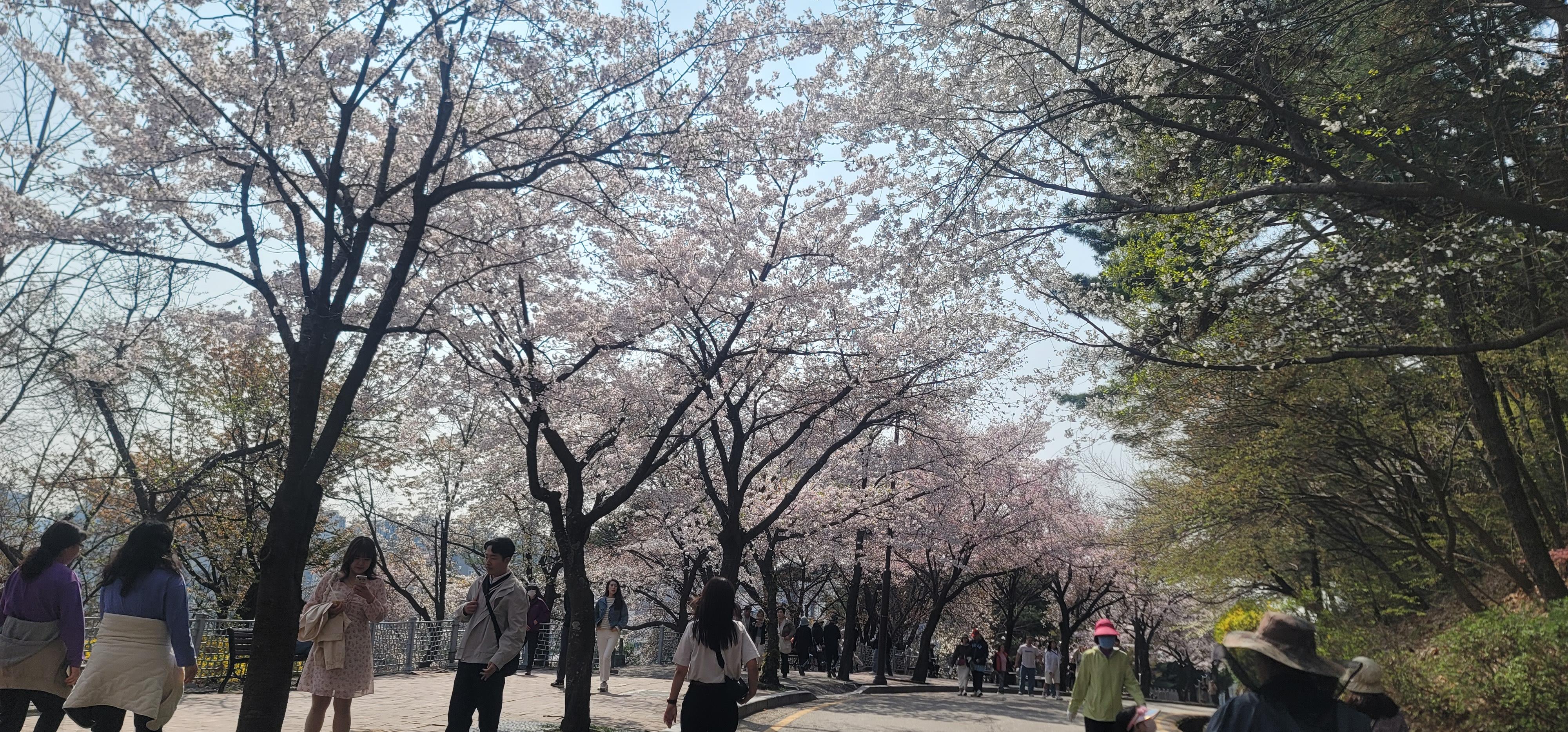 봄꽃 소풍, 경기도청 봄꽃축제 이미지