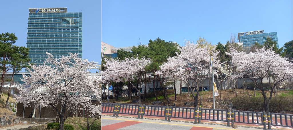 용인시청 앞 벚꽃길 