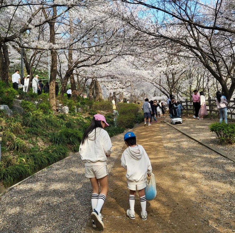 경기도청 구청사 뒤 팔달산 벚꽃길을 걷고 있다. 