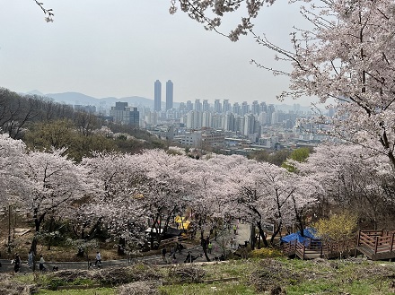 눈꽃 내리는 벚꽃 동산, 도당산 벚꽃축제  이미지