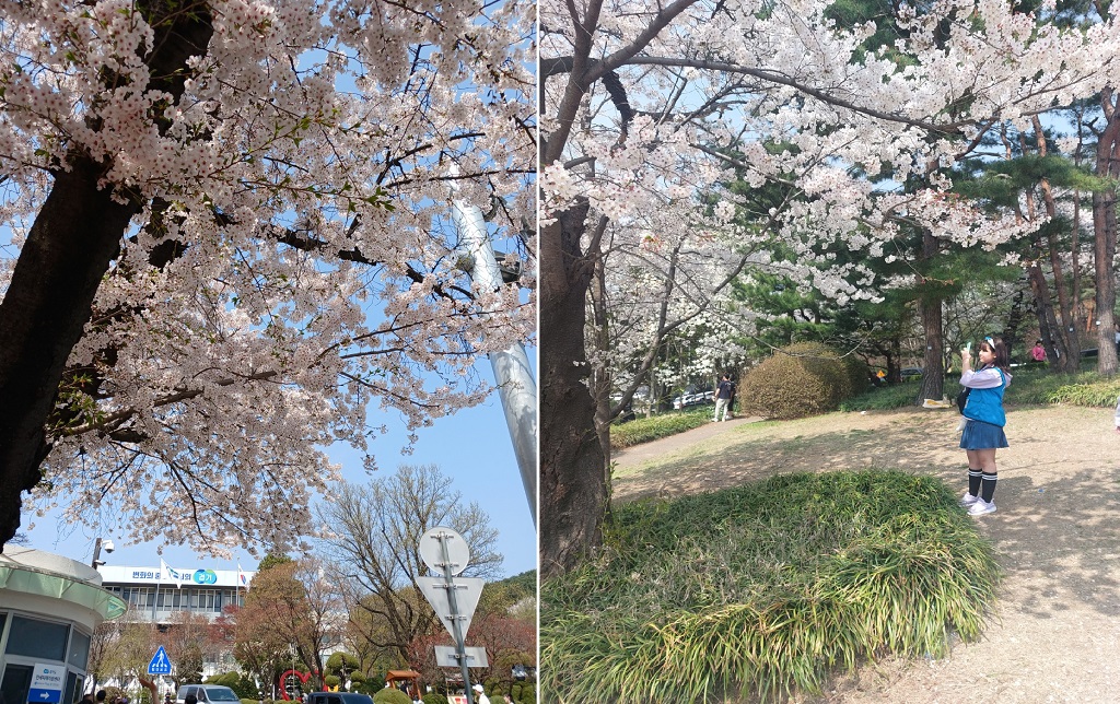 경기도청 구청사의 벚꽃 모습 