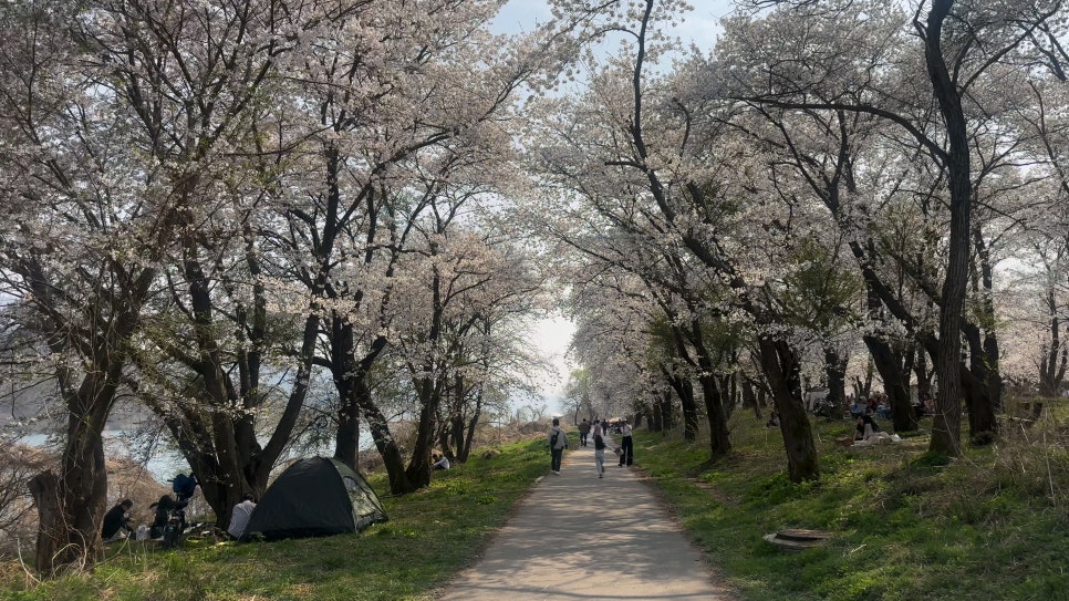 벚나무 아래서 북한강을 본다 대성리국민관광지 이미지