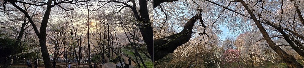 팔달산 벚꽃길 