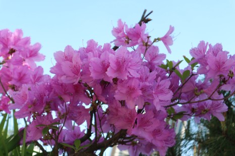 옥정호수공원에서 만난 봄꽃들