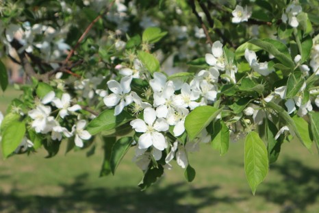 옥정호수공원에서 만난 봄꽃들