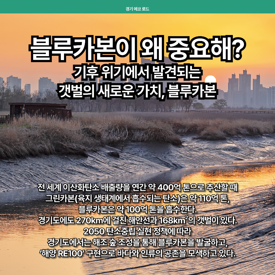 전 세계 이산화탄소 배출량을 연간 약 400억 톤으로 추정할 때, 블루카본은 약 100억 톤을 흡수한다고 알려져 있습니다. 경기도에는 270㎞에 걸친 해안선과 168㎢의 갯벌이 있으며, 2050 탄소중립 실현 정책에 따라 경기도에는 해조 숲 조성을 통해 블루카본을 발굴하고, ‘해양 RE100’ 구현으로 바다와 인류의 공존을 모색하고 있습니다.