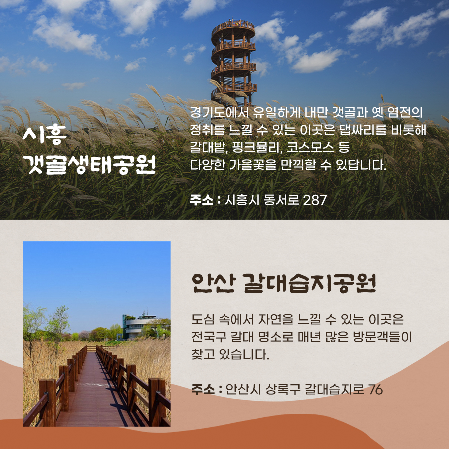 시흥 갯골생태공원은 경기도에서 유일하게 내만 갯골과 옛 염전의 정취를 느낄 수 있는 곳으로 댑싸리, 갈대밭 등 다양한 가을꽃들을 만나볼 수 있는 곳이기도 합니다. 주소는 시흥시 동서로 287. 안산 갈대습지공원은 도심 속 자연을 만끽할 수 있는 곳으로 전국구 갈대 명소로도 유명합니다. 주소는 안산시 상록구 갈대습지로 76.