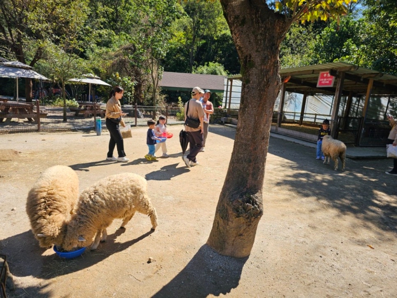 자연 속에서 양들과 교감하는 시간 &lt;양평 양떼목장&gt; : 일반기자단 : 경기도뉴스포털 자연 속에서 양들과 교감하는 시간 <양평 양떼목장>