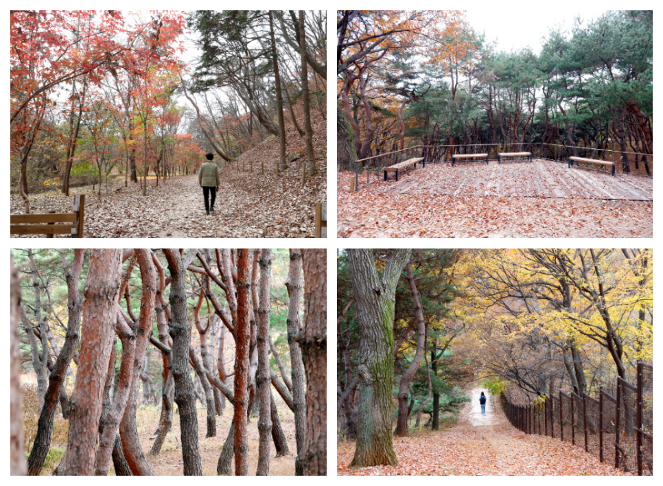 ‘공릉 능침 북측 숲길’은 지난 2019년도에 개방된 곳으로 1.9㎞의 코스로 조성돼 있다. 