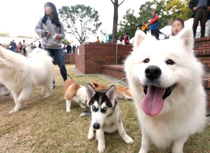 [반려in경기]②킁킁, 쫑긋, 덥석!…사랑스러운 우리 집 막둥이