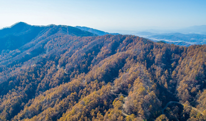 [경기도 명품숲] ⑥ 양평 무왕리 낙엽송숲 & 삼산리 잣나무숲