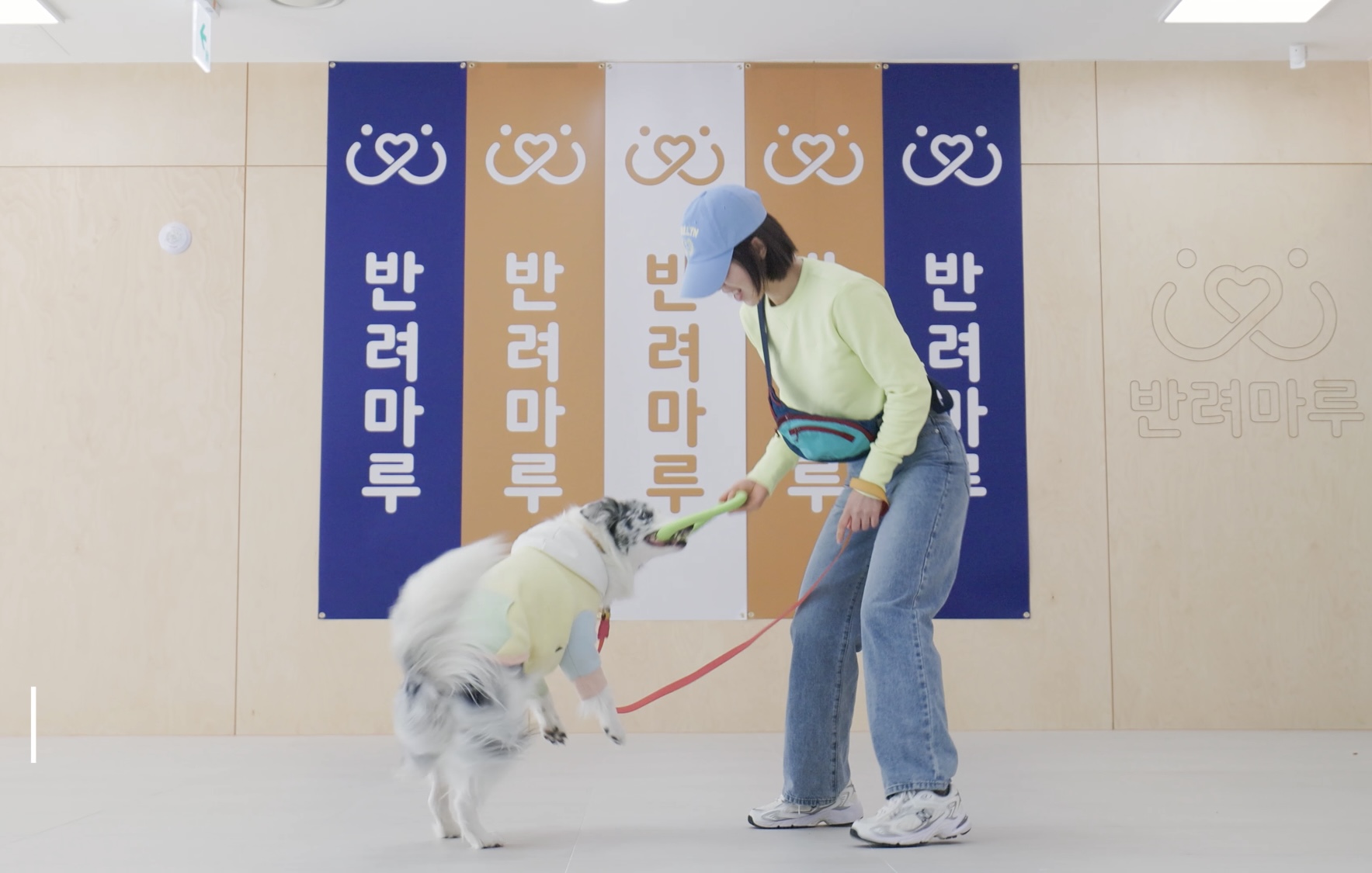 독댄스 교감운동은 보호자와 반려견이 한 팀이 되어 음악에 맞춰 교감하고 안무를 연출하는 과정이다.
