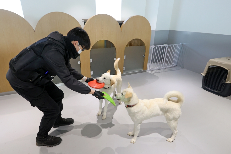 모집대상은 총 200가구로 경기도 내 동물보호센터에서 입양된 반려견일 경우만 사업에 참여할 수 있다. 교육 비용은 무료로 진행되며 동물행동교정가가 방문해 회당 60분에서 90분 가량 1대1 교육을 진행한다. 자료사진.