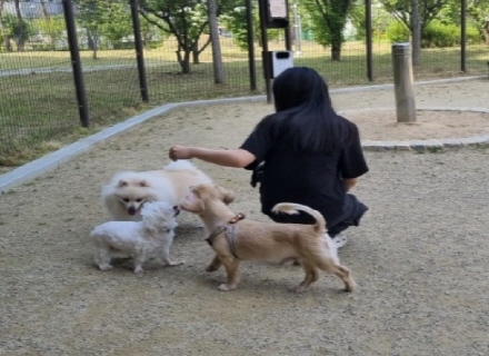 댕댕아, 놀이터 가자!