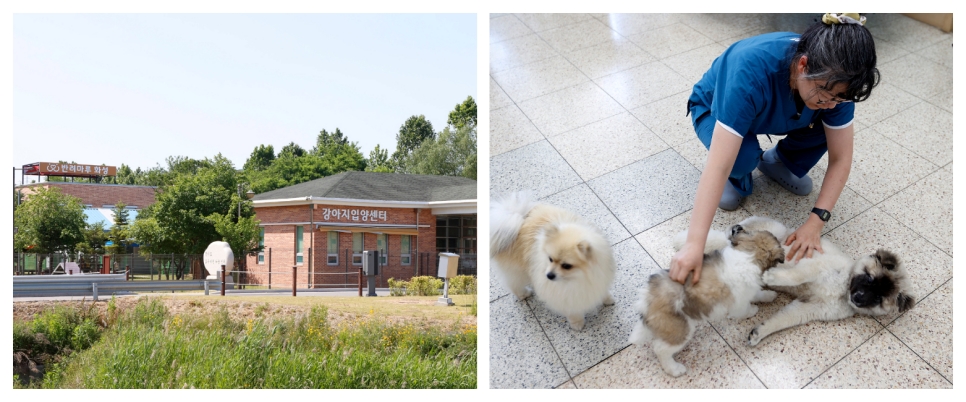 려마루 화성에는 고양이 입양센터 외에도 강아지 입양센터도 함께 자리하고 있으며, 현재 40여 마리의 유기견들이 새로운 가족을 기다리고 있다.