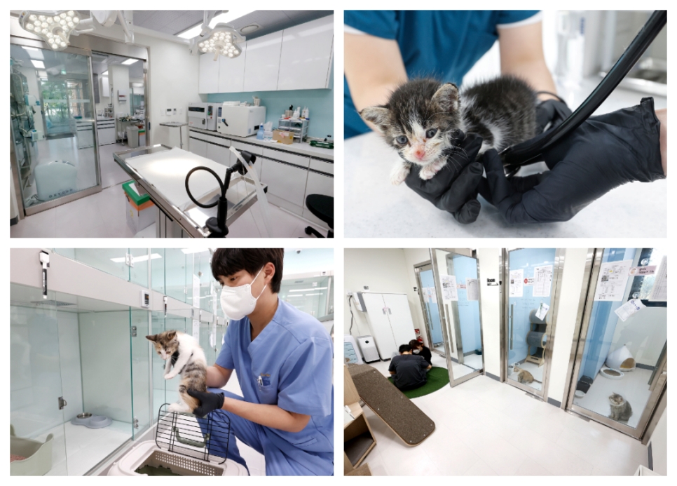 고양이 입양센터에는 고양이 전담 수의사가 상주하면서 입양전까지 건강을 관리하고, 고양이 전문 사육사가 개체별 특성을 고려해 적절한 입양처를 선정하고 있다. 또한, 입양 신청자가 고양이 입양 전 개체 특성을 알 수 있도록 사전 교감 활동과 전담 사육사를 통해 개체별 특성에 대한 상담도 진행하고 있다.