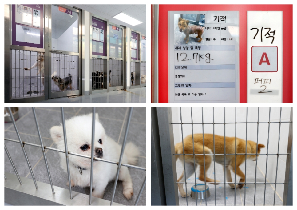 반려마루 여주에는 화성 번식장에서 구조된 강아지들이 모인 햇살채와 영남지역 산불 화재로 구조된 강아지들이 모인 별빛채 등 여러 보호동이 있다.