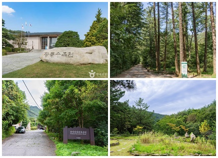 [경기 피톤치드 투어] ② 포천 광릉숲 국립수목원 & 운악산자연휴양림