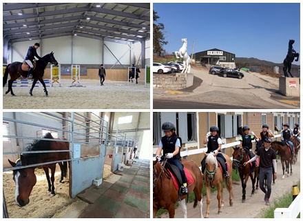 [붉은 말의 해, 우리 동네 승마장은 어디?] ② 화성 편 이미지