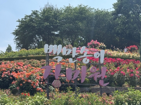 백만 송이 장미 뒤에 숨겨진 이야기… 부천백만송이장미원의 또 다른 의미