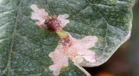 이미지설명