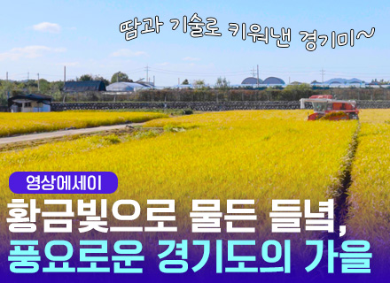 [영상에세이]황금빛으로 물든 들녘, 풍요로운 경기도의 가을