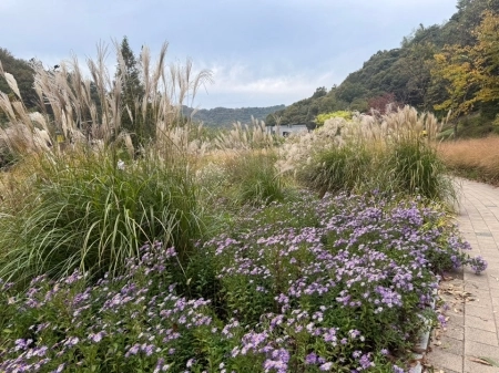 숲길 따라 꽃길 따라, 율곡수목원과 율곡습지공원에서 만나는 가을