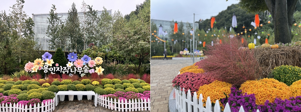 용인 자작나무숲 가을꽃축제 분수 광장 모습 ⓒ 이운정 기자