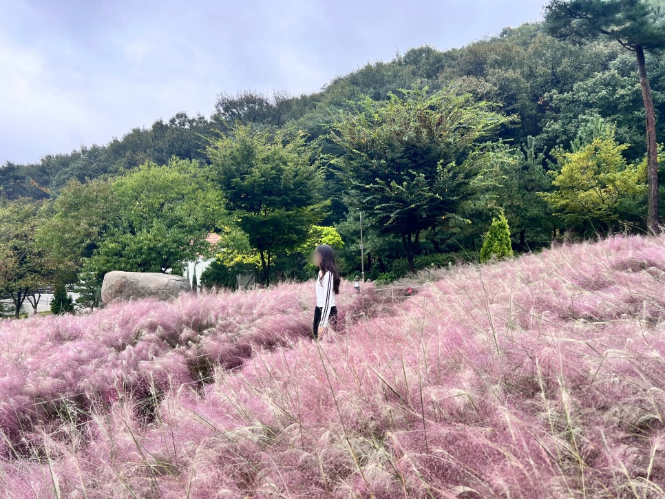 분홍빛 물결 가득한 핑크뮬리 정원 ⓒ 이운정 기자