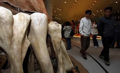입구에서 1층(외관상 2층) 상설전시실로 올라가면 선사시대의 화석인류, 동굴벽화, 기후별 동물과 자연환경을 만나볼 수 있다. 특히 상설전시실은 전시실별 구분 없이 오픈전시의 형태를 취한다.