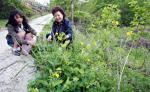 16일 신영숙 씨가 네안나 씨 집을 방문했다. 두 사람이 집 주변에서 쑥을 캐며 이야기를 나누고 있다.
