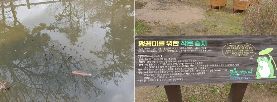 교육관 인근에는 멸종위기 야생동물인 맹꽁이 서식지가 있다.